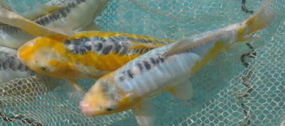 ki shusui